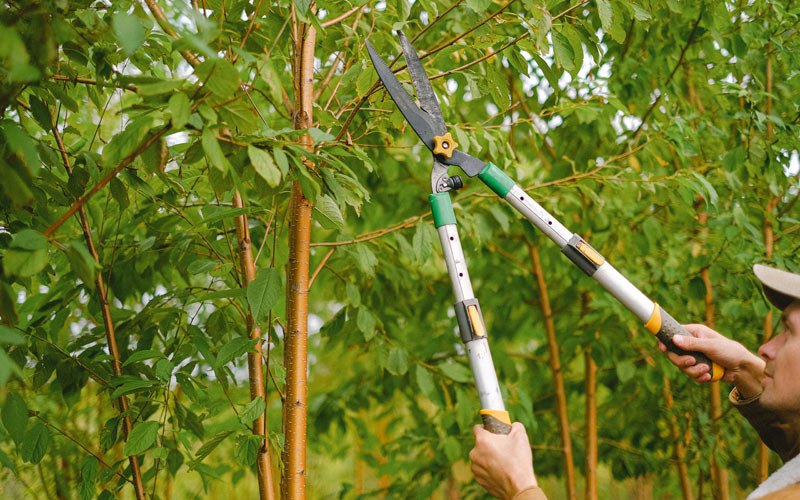Tree trimming in Boscobel, WI